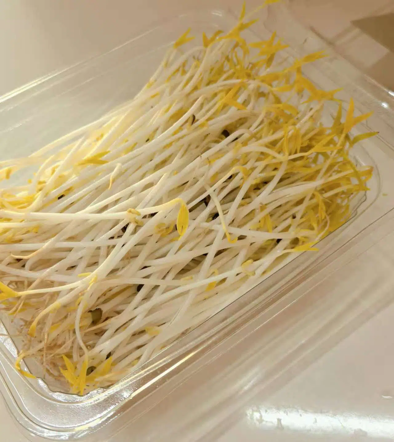 Green bean sprouts at an early growth stage, demonstrating successful germination and healthy development.